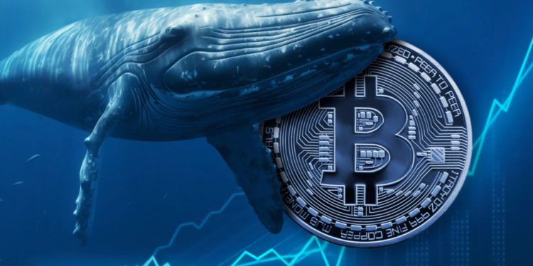 Bitcoin whales amass bitcoins valued at $1 billion