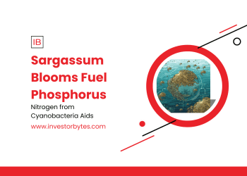 Sargassum Blooms Fuel Phosphorus: Equatorial Upwelling Ignites Algal Explosion, Threatening Caribbean Ecosystems