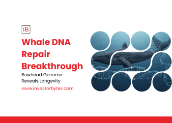 Whale DNA Repair Breakthrough