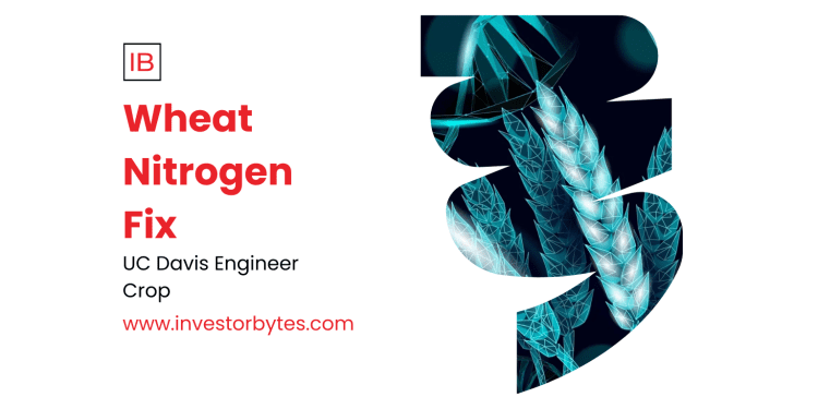 Wheat Nitrogen Fix: CRISPR-Engineered Apigenin Boost Sparks Bacterial Biofilms for Fertilizer-Free Yields