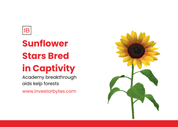 Sunflower Stars Bred in Captivity