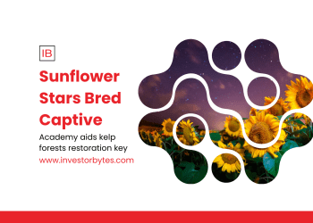 Sunflower Stars Bred Captive