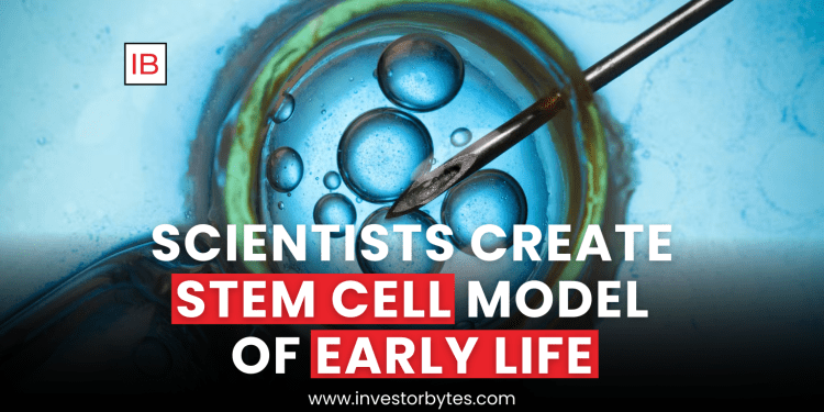 Scientists Create Stem Cell Model of Early Life