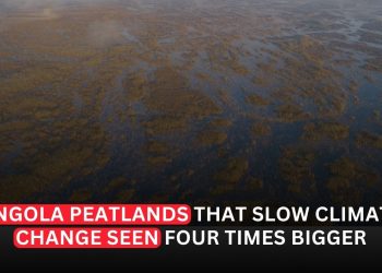 Angola’s Peatlands Seen Four Times Larger, Offering Major Climate Protection Potential