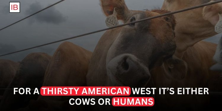 Colorado River Cuts Will Force Southwest to Choose Between Cows and People