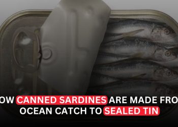 How a Sardine Gets From the Ocean to a Can