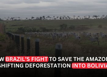 Why Deforestation Is Surging in Bolivia as Brazil Protects the Amazon