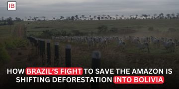 Why Deforestation Is Surging in Bolivia as Brazil Protects the Amazon