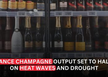 France Champagne Output Set to Halve as Heat Waves and Drought Ravage Vineyards