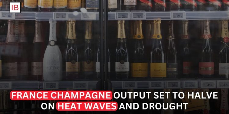 France Champagne Output Set to Halve as Heat Waves and Drought Ravage Vineyards